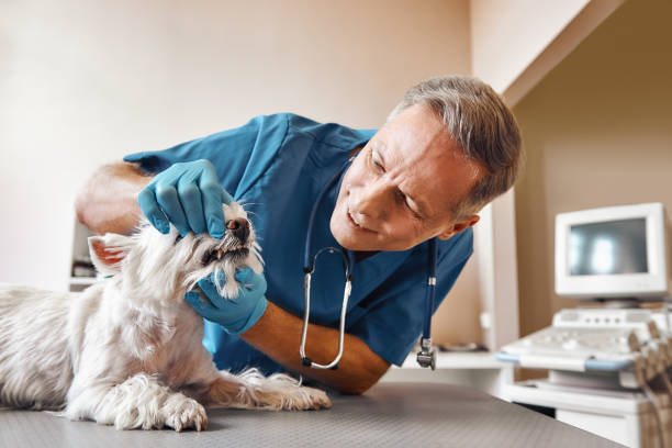 Best Urgent Dental Care in Sheldon, IL
